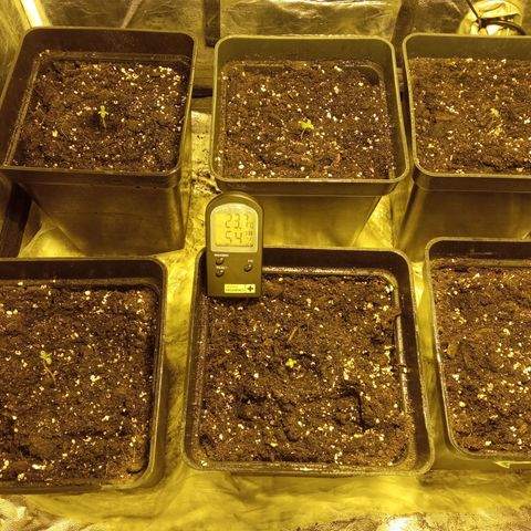 Frutitas  growlog timeline photo
