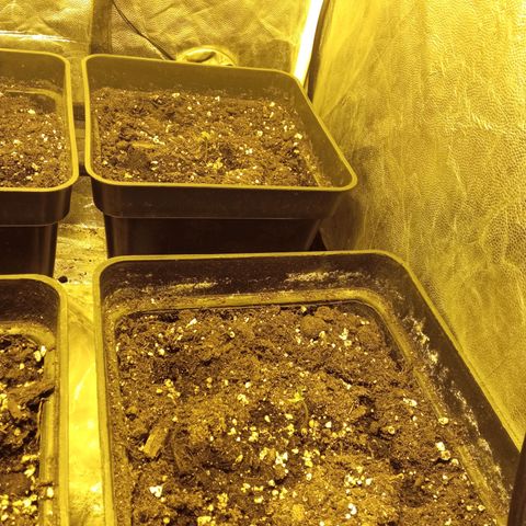 Frutitas  growlog timeline photo