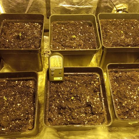 Frutitas  growlog timeline photo