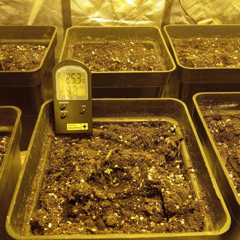 Frutitas  growlog timeline photo
