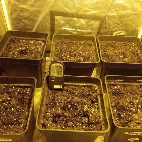 Frutitas  growlog timeline photo