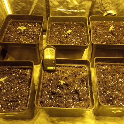 Frutitas  growlog timeline photo