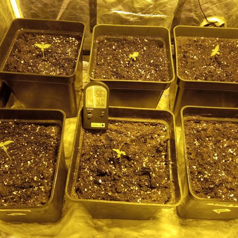 Frutitas  growlog timeline photo