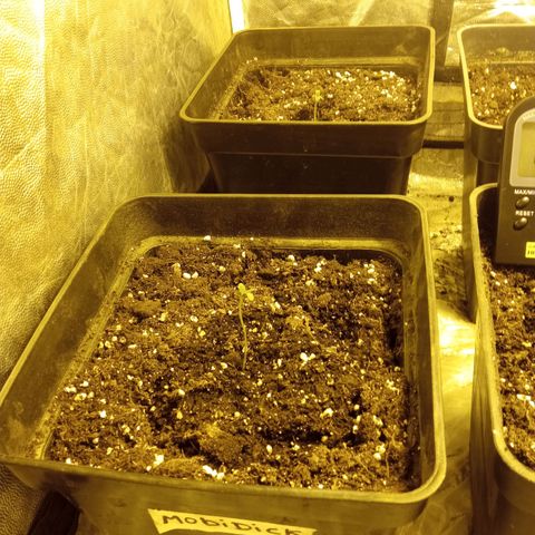 Frutitas  growlog timeline photo