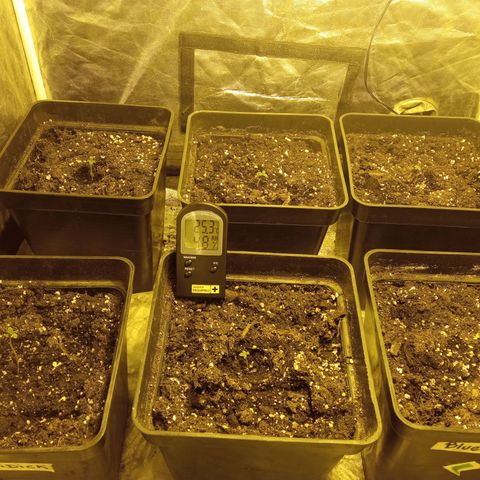 Frutitas  growlog timeline photo