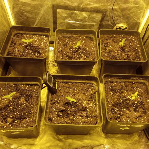 Frutitas  growlog timeline photo