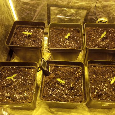 Frutitas  growlog timeline photo