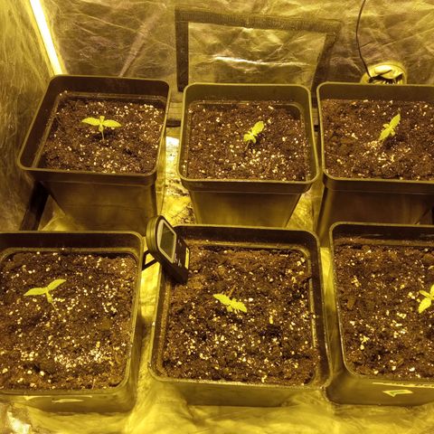 Frutitas  growlog timeline photo
