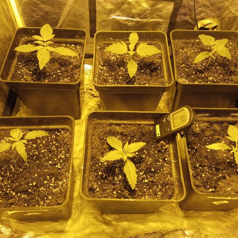 Frutitas  growlog timeline photo