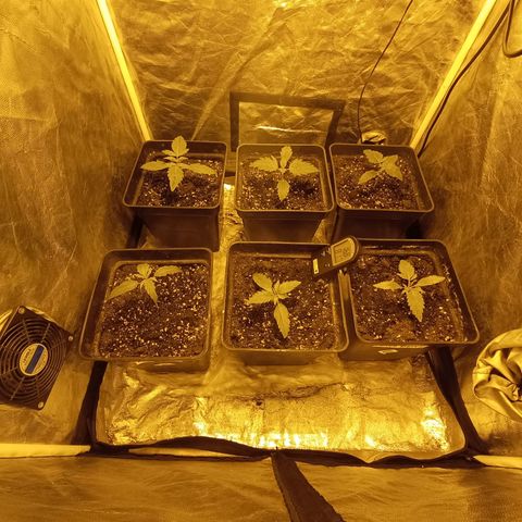 Frutitas  growlog timeline photo