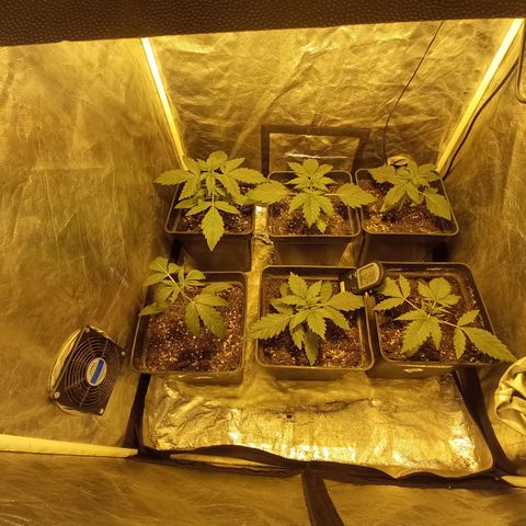Frutitas  growlog timeline photo