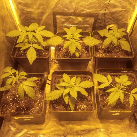 Frutitas  growlog timeline photo