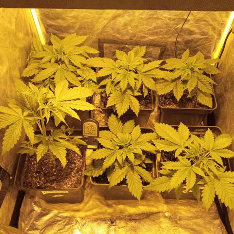 Frutitas  growlog timeline photo