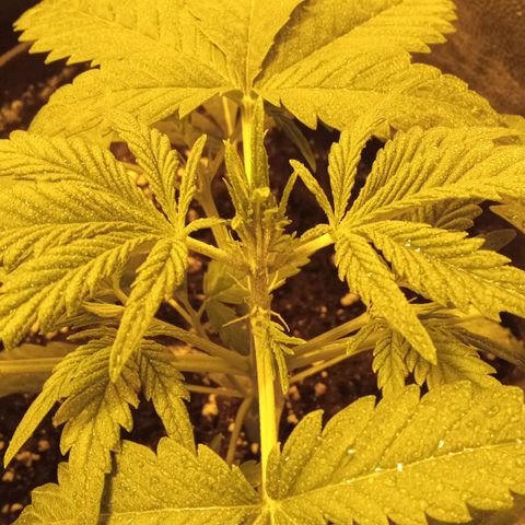 Frutitas  growlog timeline photo
