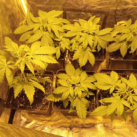 Frutitas  growlog timeline photo