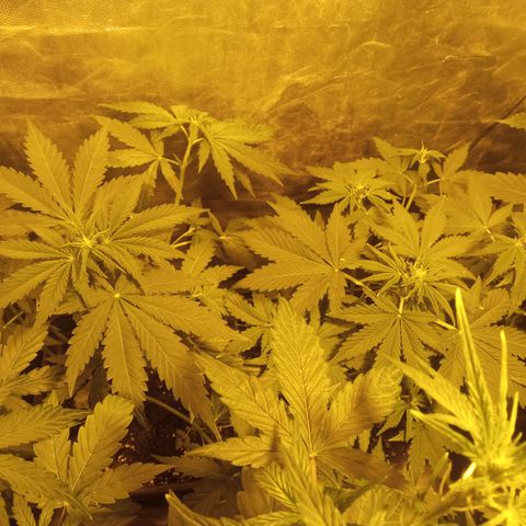Frutitas  growlog timeline photo