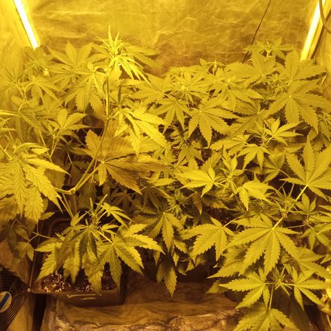Frutitas  growlog timeline photo
