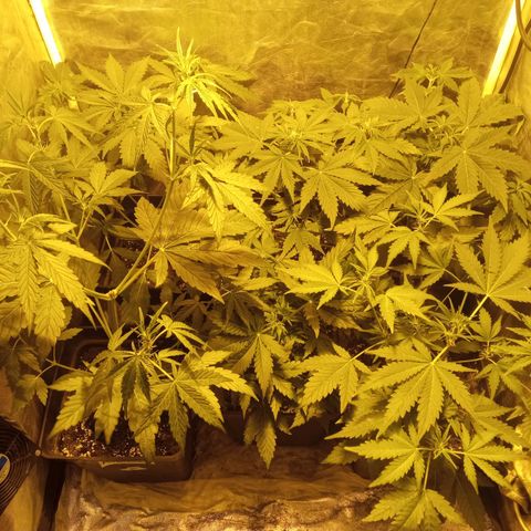 Frutitas  growlog timeline photo
