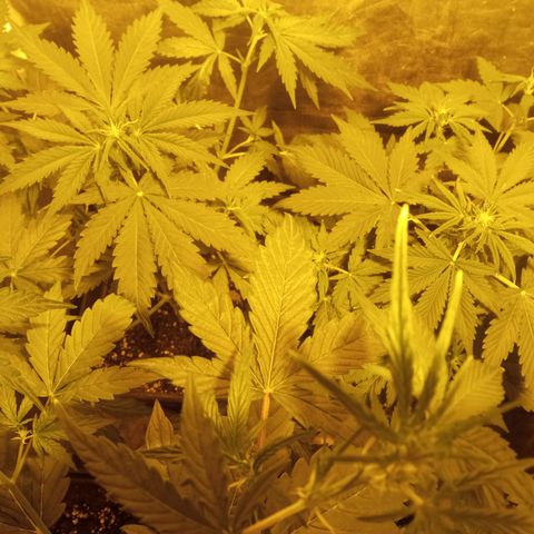 Frutitas  growlog timeline photo