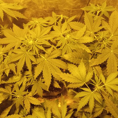 Frutitas  growlog timeline photo