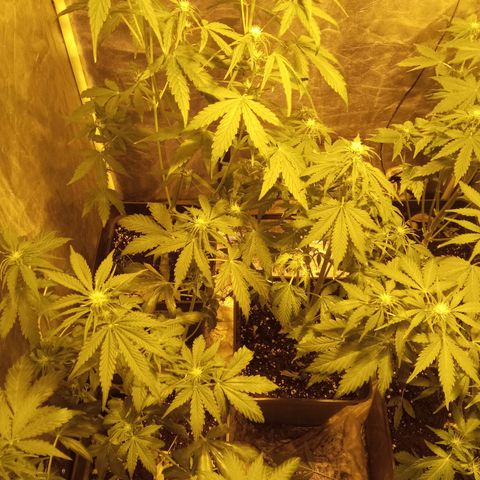 Frutitas  growlog timeline photo