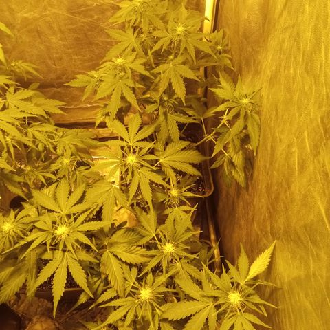 Frutitas  growlog timeline photo