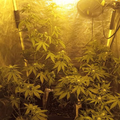 Frutitas  growlog timeline photo