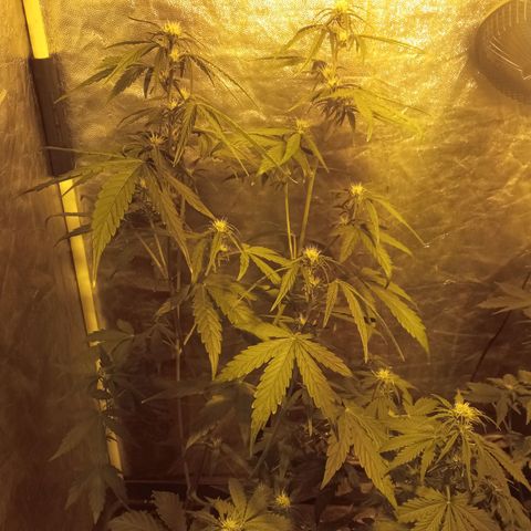 Frutitas  growlog timeline photo