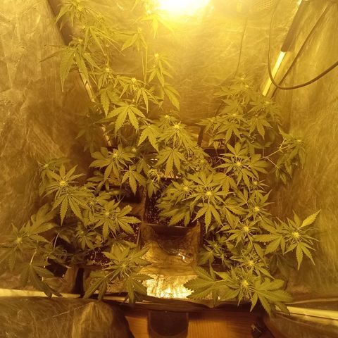 Frutitas  growlog timeline photo
