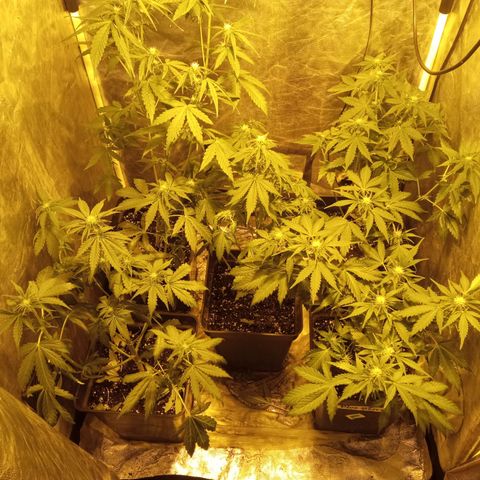 Frutitas  growlog timeline photo