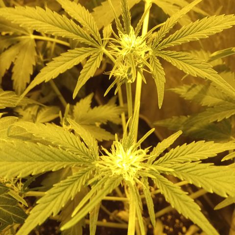 Frutitas  growlog timeline photo
