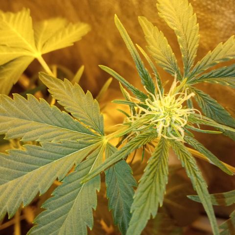 Frutitas  growlog timeline photo