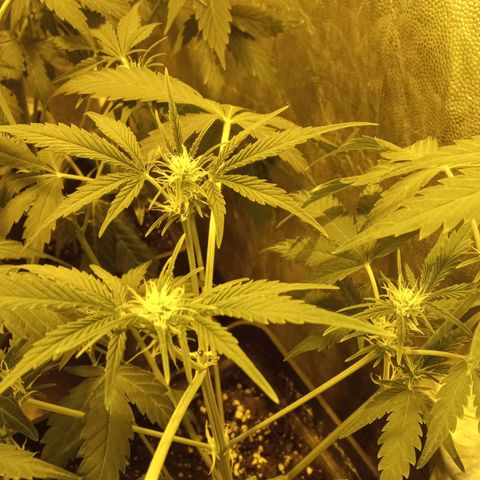 Frutitas  growlog timeline photo