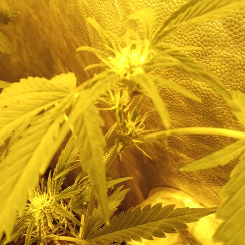 Frutitas  growlog timeline photo