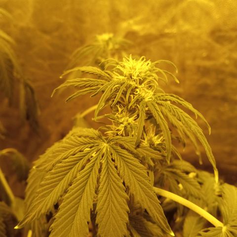 Frutitas  growlog timeline photo