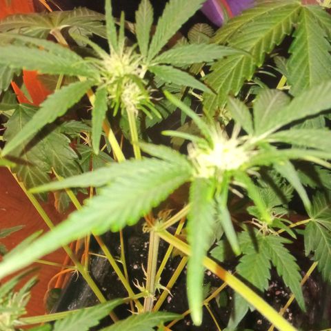 Frutitas  growlog timeline photo