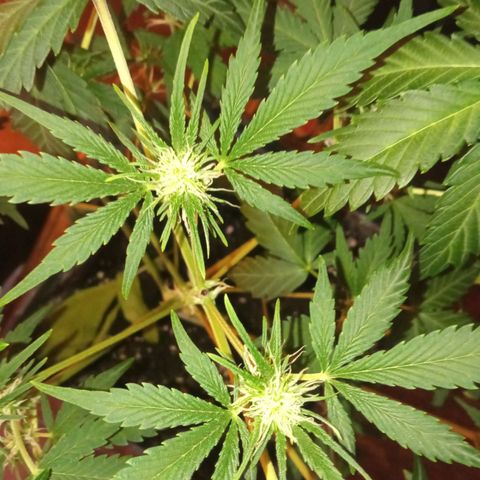 Frutitas  growlog timeline photo