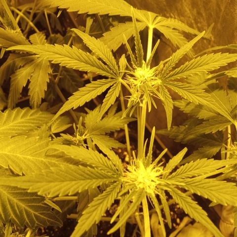 Frutitas  growlog timeline photo