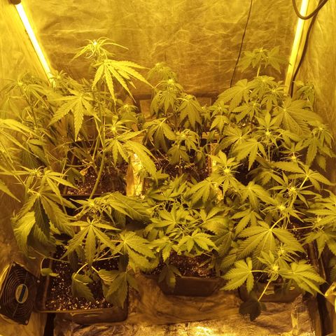 Frutitas  growlog timeline photo