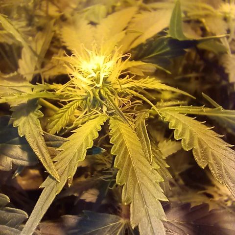 Frutitas  growlog timeline photo