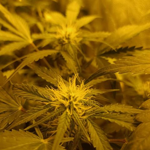 Frutitas  growlog timeline photo