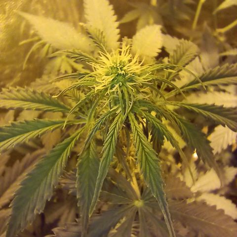 Frutitas  growlog timeline photo