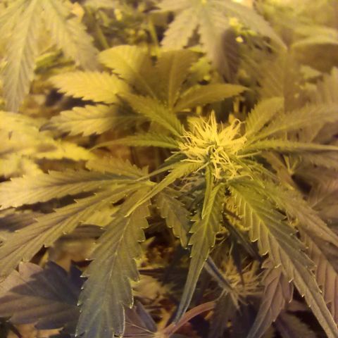 Frutitas  growlog timeline photo