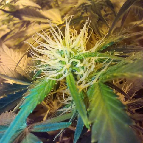 Frutitas  growlog timeline photo