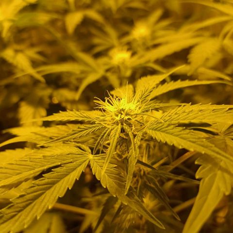 Frutitas  growlog timeline photo