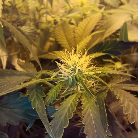 Frutitas  growlog timeline photo