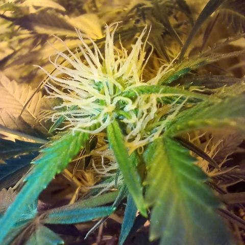 Frutitas  growlog timeline photo