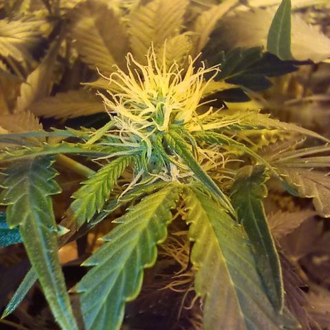 Frutitas  growlog timeline photo