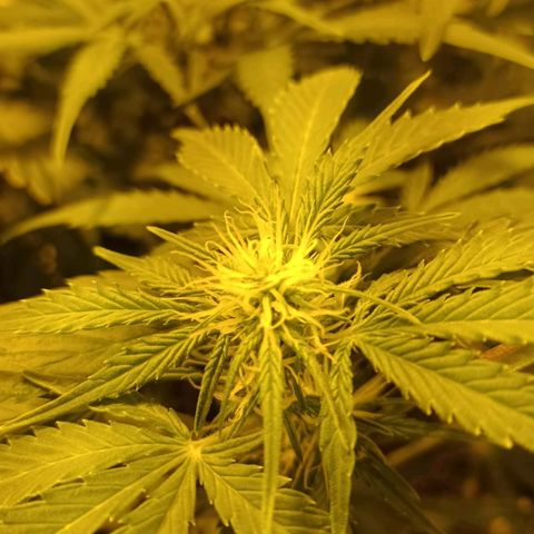 Frutitas  growlog timeline photo