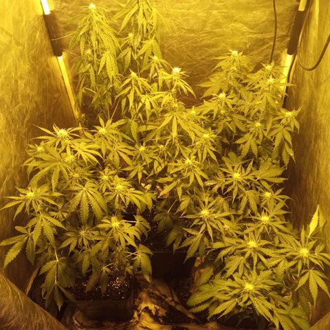 Frutitas  growlog timeline photo